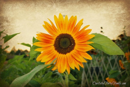 rustic sunflower watermarked